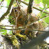 A fox squirrel perches on a thick, moss-covered branch. The squirrel’s reddish-brown fur contrasts with the dark green foliage surrounding it.