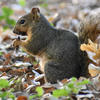 A dark gray fox squirrel sits amidst green foliage and scattered brown leaves. The squirrel is facing left and appears to be in a natural outdoor setting.