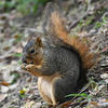 A fox squirrel sits amidst a bed of green foliage. The squirrel has a gray-brown coat with a reddish-brown tail.