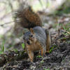 A fox squirrel with a bushy tail sits on a dark, leaf-strewn ground. The squirrel’s fur is a dark gray, and it appears to be looking directly at the camera.