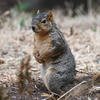 A gray fox squirrel sits upright on a ground covered in dry leaves and twigs. The squirrel has a reddish-brown chest and belly, contrasting with its gray fur.