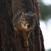A reddish-brown fox squirrel is positioned in the center of the frame, partially obscured by a dark tree trunk. The squirrel’s eyes are visible, looking directly at the camera.