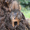 A fox squirrel with a dense, reddish-brown coat sits on a dark, textured tree trunk. The squirrel’s face is visible as it looks directly at the camera, with a small, dark nose and ears.