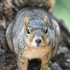 A fox squirrel with gray fur and a reddish-brown face is centered in the image. The squirrel is positioned against a blurred, dark green background.