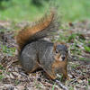 A fox squirrel is lying on a bed of brown leaves and green grass. The squirrel has a bushy, reddish-brown tail and a dark gray body.