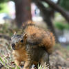 This photo shows a fox squirrel in focus, with a blurred background of green foliage and a tree trunk. The squirrel’s fur is a rich brown color with darker markings around its ears and face.