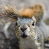 The photo shows a fox squirrel with gray fur and a distinctive reddish-brown nose. The squirrel is looking directly at the camera, with a focused expression.