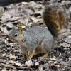 A gray fox squirrel is captured in this image, sitting amongst fallen leaves. The squirrel has a bushy tail and appears to be looking directly at the camera.