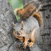 A fox squirrel sits nestled within the textured bark of a tree. The squirrel’s fur is a mix of gray and reddish-brown tones.