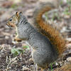 A gray fox squirrel sits on a patch of brown ground, with green vegetation visible in the background. The squirrel’s bushy tail is a vibrant reddish-brown color.
