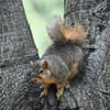 A fox squirrel with gray fur sits perched on a textured, dark gray tree branch. The squirrel’s bushy tail is raised, adding to its rounded form.