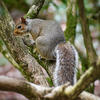 A gray squirrel is perched on a tree branch, surrounded by green foliage and moss-covered limbs. Its bushy tail is curled along its side as it looks alertly into the distance.