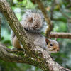 A gray squirrel is perched on a tree branch, surrounded by green leaves and foliage. Its bushy tail is curled over its back as it looks alertly to the side.