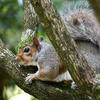 A gray squirrel is stretched out along a tree branch, blending in with the bark as it looks alertly to the side. Its bushy tail is visible behind it, and the background is filled with green foliage.