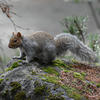 A gray squirrel with a bushy tail stands alert on a moss-covered rock, surrounded by natural greenery. The background is softly blurred, highlighting the squirrel’s detailed fur and curious posture.