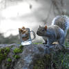A gray squirrel stands on a mossy rock, curiously approaching a glass mug filled with walnuts. The background is softly blurred, drawing attention to the squirrel and the mug.