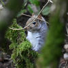 A gray squirrel is partially hidden among green moss and branches, peeking out from behind the foliage. The scene feels natural and serene, with the squirrel alert and surrounded by forest greenery.