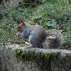 A gray squirrel sits on a mossy stone ledge, holding food in its front paws with a bushy tail curled behind it. The background is filled with green grass and leafy plants.