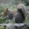 A gray squirrel sits on a rock, holding food in its front paws with its bushy tail curled over its back. The background is softly blurred with greenery, highlighting the squirrel's detailed fur.