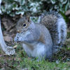 A gray squirrel is sitting upright on the grass, holding food in its front paws and nibbling. Its bushy tail is curled behind it, and leafy plants fill the background.