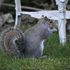 A gray squirrel sits upright on green grass near a white metal chair, holding its front paws close to its chest. Its bushy tail is curled behind its body.