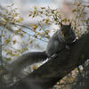 A gray squirrel sits alertly on a tree branch surrounded by delicate yellow-green leaves, with soft sunlight filtering through the background. Its bushy tail is curled behind it, and the scene feels calm and natural.