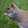 A gray squirrel is pictured in profile, standing alert on green grass. Its fur is a mix of gray and brown, and its front paw is raised as if it is about to move or eat.