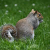 A gray squirrel sits upright in lush green grass, its bushy tail curled beside its body. The squirrel appears alert, with its head turned slightly to the side.