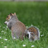 A gray squirrel sits upright on a grassy lawn dotted with small white flowers, its bushy tail curled beside it. The squirrel is facing away, showing its back and fluffy tail.