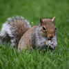 A gray squirrel is crouched on lush green grass, holding food in its front paws and looking directly at the camera. Its bushy tail is curled behind it, and its fur appears soft and speckled with white.