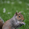 A gray squirrel sits upright on green grass, holding and nibbling on a small object with its front paws. The background is softly blurred, drawing attention to the squirrel’s alert expression and bushy tail.