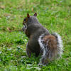 A gray squirrel is sitting on green grass, facing away from the camera with its bushy tail curled behind it. The background is filled with patches of grass and small plants.