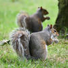Two gray squirrels sit on green grass near a tree, each holding food in their paws. Their bushy tails and alert postures are clearly visible.