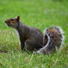 A gray squirrel is sitting upright in a grassy area, its bushy tail curled behind it. The background is a lush green, highlighting the squirrel's fur and alert posture.