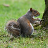 A gray squirrel sits upright on the grass near the base of a tree, holding something in its front paws. Its bushy tail is curled behind it, and the background is a soft blur of green.