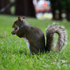 A gray squirrel sits upright on a grassy lawn, holding food in its front paws with its bushy tail curled behind it. The background is softly blurred, drawing attention to the squirrel’s alert posture.