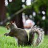 A gray squirrel stands alert on green grass, its bushy tail curled high as it looks toward the left. The background is softly blurred with trees and dappled sunlight.