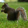 A gray squirrel sits upright on green grass, holding something in its front paws. Its bushy tail is curled up behind it, and the background is softly blurred.
