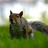 A gray squirrel stands alert on lush green grass, its bushy tail stretched out behind it and its ears perked up. The background is softly blurred, drawing focus to the squirrel's curious expression.