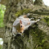A gray squirrel clings to the side of a mossy tree trunk, looking downward with its body stretched out along the bark. The background is softly blurred with hints of green foliage.