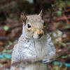 A gray squirrel stands upright on its hind legs, looking directly at the camera with its front paws held close to its chest. The background is a blur of natural foliage and twigs.