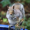 A gray squirrel is perched on the rim of a blue flower pot, looking directly at the camera with its front paws held close to its chest. The background is blurred greenery, highlighting the squirrel’s fluffy tail and alert posture.