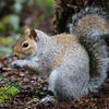 A gray squirrel sits on the forest floor, holding food in its front paws with its bushy tail curled behind it. The background is filled with earthy leaves and green moss.