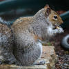 A gray squirrel sits on a stone surface, holding food in its front paws and nibbling. Its bushy tail curls around its body, and the background is softly blurred.