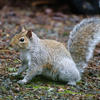 A gray squirrel stands alert on a ground covered with small pebbles and scattered leaves, its bushy tail raised behind it. The squirrel's fur is a mix of gray and light brown tones, and it appears to be looking attentively at something nearby.