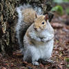 A gray squirrel with a bushy tail stands upright on the ground near the base of a tree, surrounded by fallen leaves and natural forest debris. Its fur appears soft and fluffy, and it looks alert as it faces the camera.