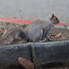 A gray squirrel is perched on the edge of a curb, surrounded by fallen leaves and pine cones. Its bushy tail is curled behind it as it looks alertly to the side.