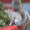 Two gray squirrels are perched on the edge of a planter, with one in the foreground alert and looking to the side while the other is partially hidden behind it. The scene includes green plants and a red planter rim.