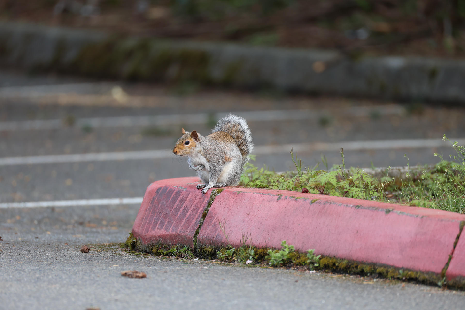 A gray squirrel with a bushy tail is perched on the edge of a red surface, with some green plants nearby and a blurred background. The squirrel appears alert and is looking slightly to the left.