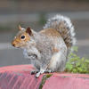 A gray squirrel with a bushy tail is perched on the edge of a red surface, with some green plants nearby and a blurred background. The squirrel appears alert and is looking slightly to the left.
